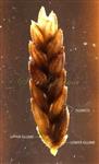 Spikelet